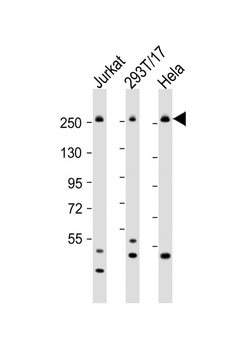 CAD Antibody