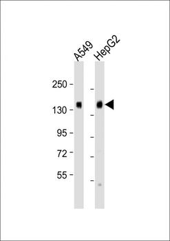 IL6ST Antibody