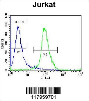 ELMO2 Antibody