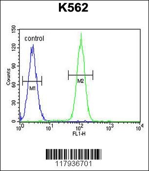 DDX27 Antibody
