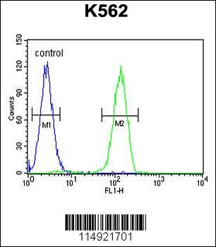 LARS2 Antibody
