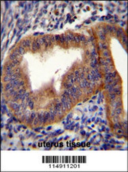 CCNB1 Antibody
