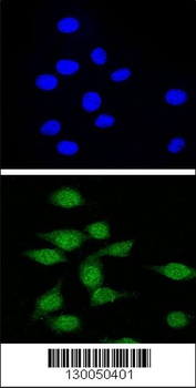 AIRE Antibody