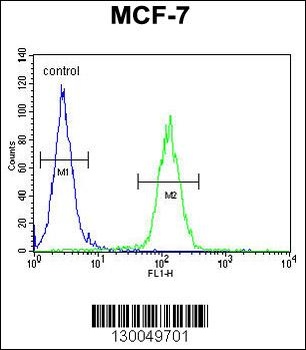 USF1 Antibody