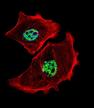 USF1 Antibody