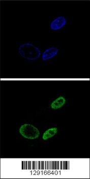 NR0B2 Antibody