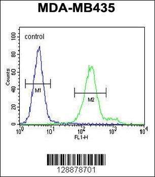 OR6V1 Antibody