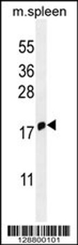IFITM5 Antibody