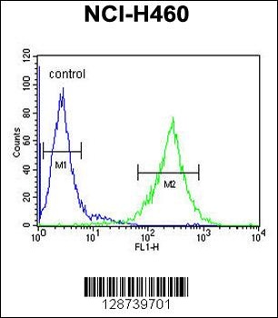 TEX37 Antibody