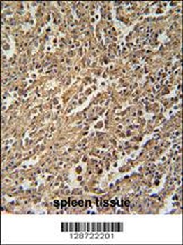 ENASE Antibody