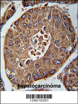 ACN9 Antibody