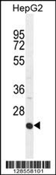 ICAM2 Antibody