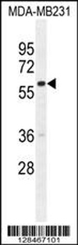 GNL3L Antibody