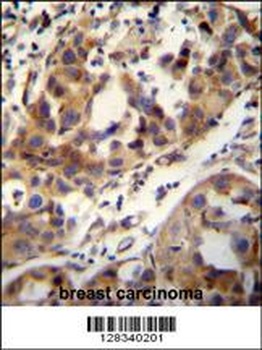 CCDC17 Antibody