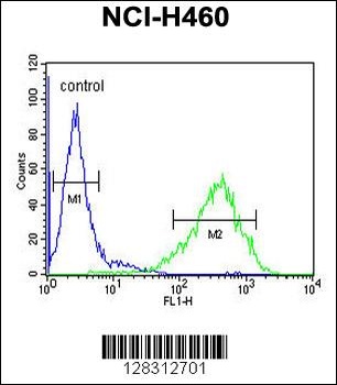 RAB3IL1 Antibody