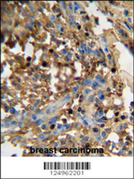 DMP4 Antibody