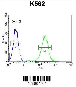 KIAA1324L Antibody