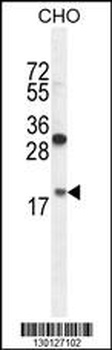 RPL27A Antibody