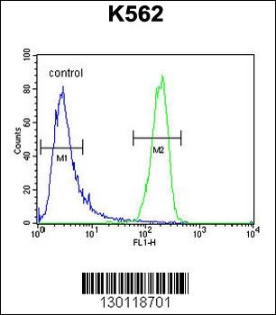 ATP8A2 Antibody