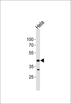 MAPK8 Antibody