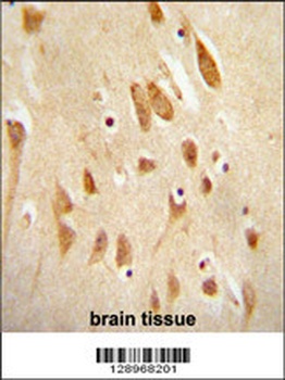 MAPK8 Antibody