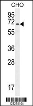 Pecam1 Antibody