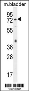 Pecam1 Antibody