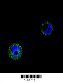 VPS52 Antibody