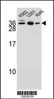 AMN1 Antibody