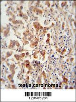 TEX13B Antibody