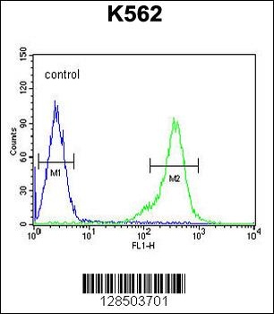 TEX13B Antibody