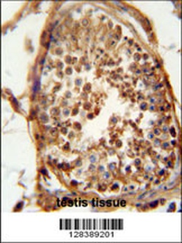 DNAJB13 Antibody