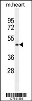 PTCD2 Antibody