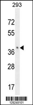 OR8B8 Antibody