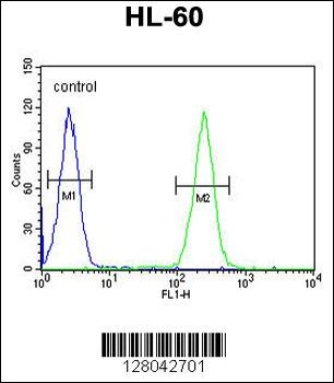 BCORL1 Antibody