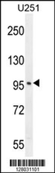 SOBP Antibody
