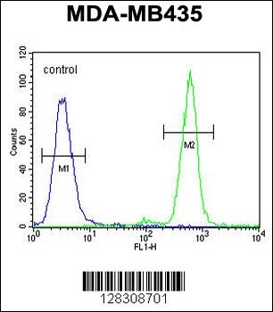 TAPT1 Antibody