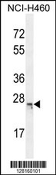 C16orf45 Antibody