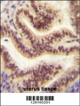 C16orf45 Antibody
