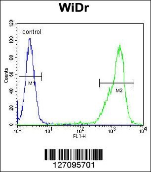 ZN180 Antibody