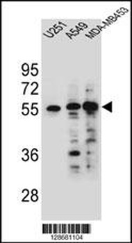 SYNCI Antibody