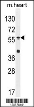 SP8 Antibody