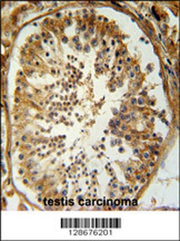 SRAC1 Antibody