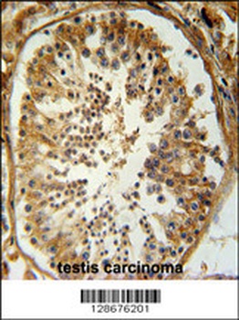 SERAC1 Antibody