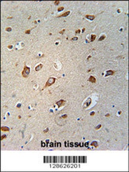 CB086 Antibody