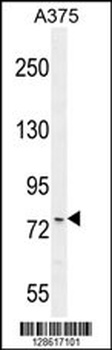 ANR44 Antibody