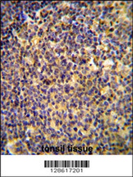 ANR44 Antibody