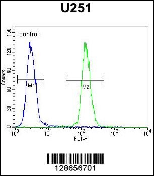 ICEF1 Antibody