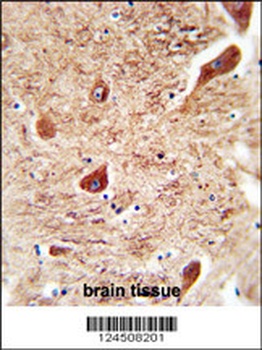 CORO7 Antibody