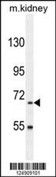 BUD13 Antibody